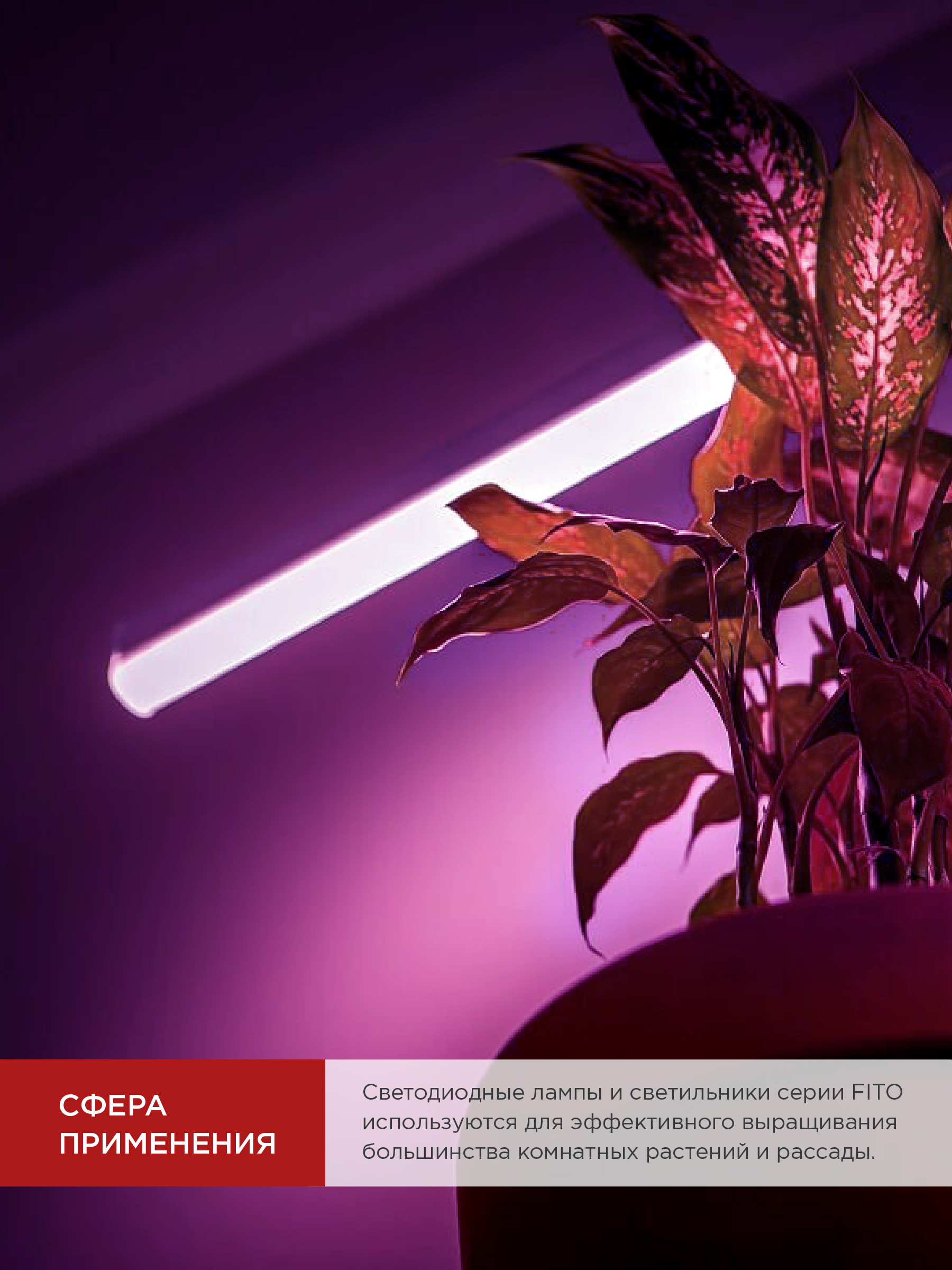 Лампа светодиодная LED-T8-ФИТО 10Вт 230В G13 600мм IN HOME в Чите